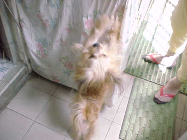 051099-Ying Ying attempted to snatch the food from Grandma by jumping and jumping .JPG (26236 bytes)