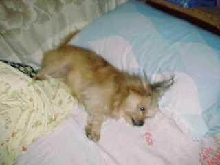 261299-YingYing_always_lay_on_the_bed_like_this_too.JPG (6676 bytes)